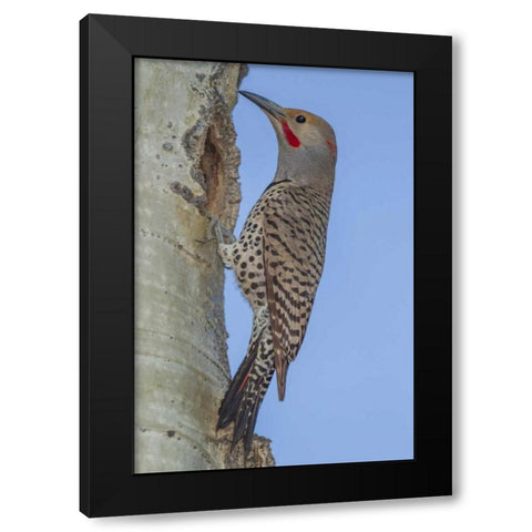 CO, Rocky Mts Red-shafted flicker by nest Black Modern Wood Framed Art Print with Double Matting by Illg, Cathy and Gordon
