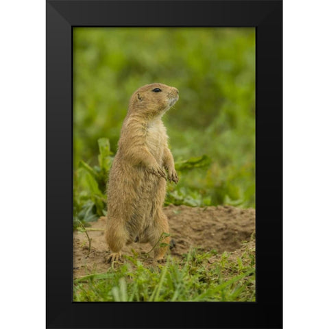 CO, Rocky Mt Arsenal Prairie dog on den mound Black Modern Wood Framed Art Print by Illg, Cathy and Gordon