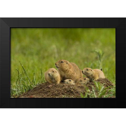 CO, Rocky Mountain Arsenal Prairie dog family Black Modern Wood Framed Art Print by Illg, Cathy and Gordon