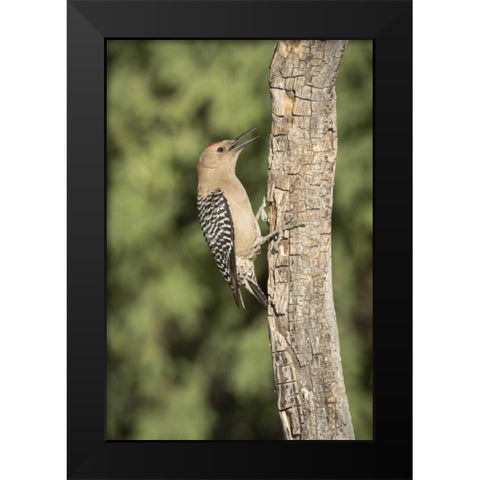AZ, Amado Gila woodpecker on dead tree trunk Black Modern Wood Framed Art Print by Kaveney, Wendy