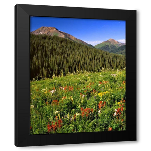 CO, Maroon Bells-Snowmass Wilderness Flowers Black Modern Wood Framed Art Print by Terrill, Steve