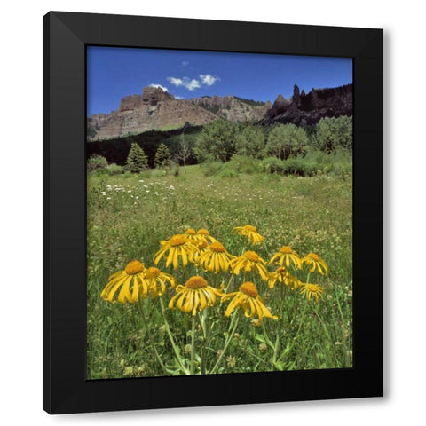 CO, Mill Creek Valley Sneezeweed blooming Black Modern Wood Framed Art Print with Double Matting by Terrill, Steve