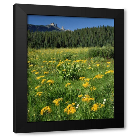 CO, West Elks Wilderness Sneezeweed blooming Black Modern Wood Framed Art Print by Terrill, Steve