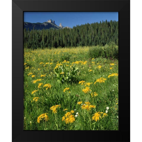 CO, West Elks Wilderness Sneezeweed blooming Black Modern Wood Framed Art Print by Terrill, Steve