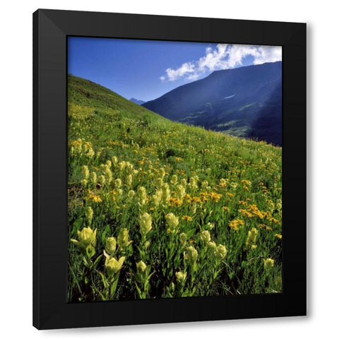 CO, Gunnison NF Sulfur paintbrush and groundsel Black Modern Wood Framed Art Print by Terrill, Steve