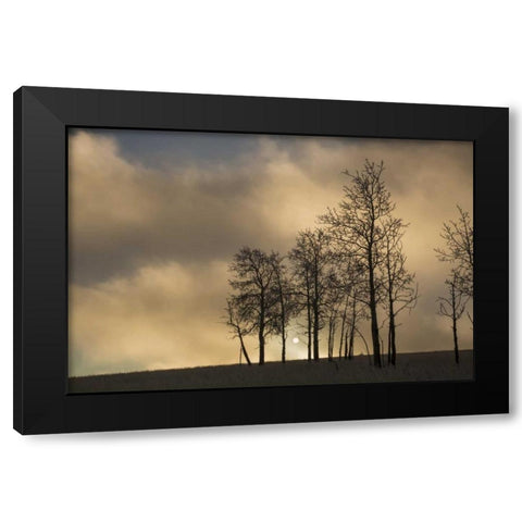 CO, Pike NF Sunrise on clouds and aspen trees Black Modern Wood Framed Art Print by Grall, Don