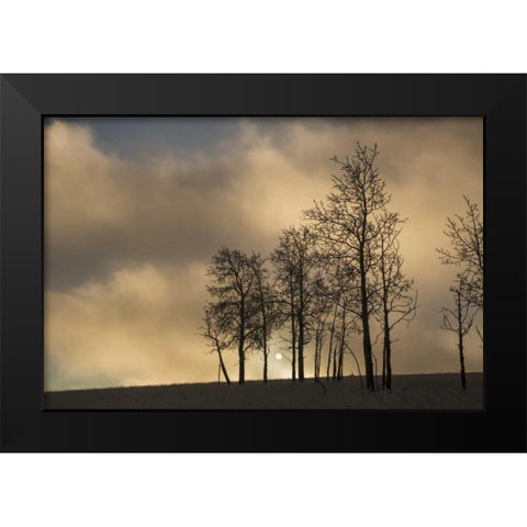 CO, Pike NF Sunrise on clouds and aspen trees Black Modern Wood Framed Art Print by Grall, Don
