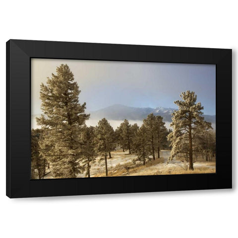 Colorado, Pike NF Frost on Ponderosa Pine trees Black Modern Wood Framed Art Print with Double Matting by Grall, Don