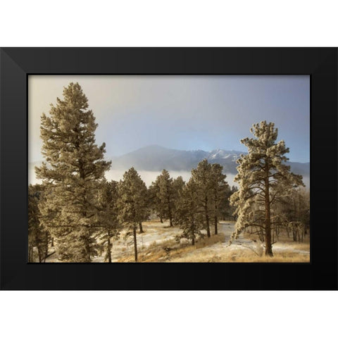 Colorado, Pike NF Frost on Ponderosa Pine trees Black Modern Wood Framed Art Print by Grall, Don