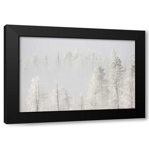 Colorado, Pike NF Trees with hoarfrost in fog Black Modern Wood Framed Art Print with Double Matting by Grall, Don