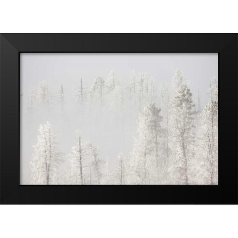 Colorado, Pike NF Trees with hoarfrost in fog Black Modern Wood Framed Art Print by Grall, Don