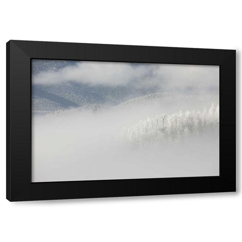 Colorado, Pike NF Trees with hoarfrost in fog Black Modern Wood Framed Art Print by Grall, Don