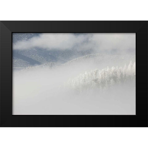 Colorado, Pike NF Trees with hoarfrost in fog Black Modern Wood Framed Art Print by Grall, Don