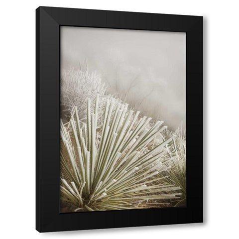 CO, Pike NF Soapweed yucca covered in hoarfrost Black Modern Wood Framed Art Print by Grall, Don
