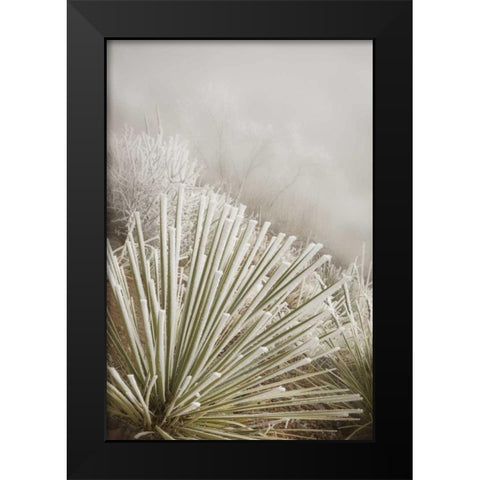 CO, Pike NF Soapweed yucca covered in hoarfrost Black Modern Wood Framed Art Print by Grall, Don