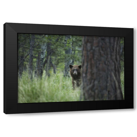 Colorado A cinnamon phase black bear in forest Black Modern Wood Framed Art Print by Grall, Don