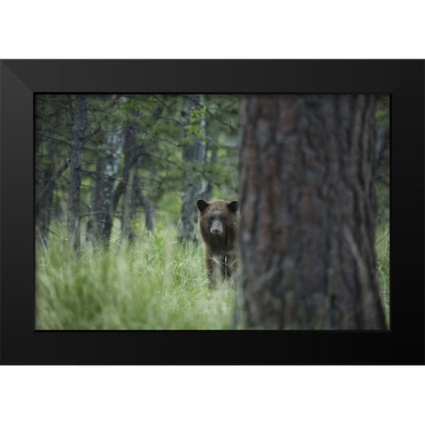 Colorado A cinnamon phase black bear in forest Black Modern Wood Framed Art Print by Grall, Don
