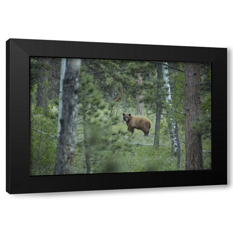 Colorado A cinnamon phase black bear in forest Black Modern Wood Framed Art Print by Grall, Don