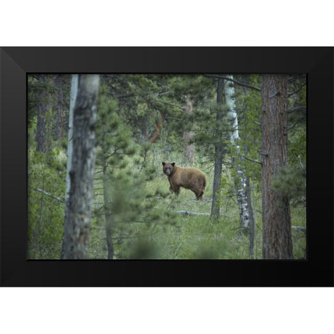 Colorado A cinnamon phase black bear in forest Black Modern Wood Framed Art Print by Grall, Don