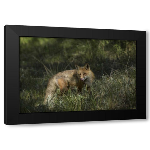 Colorado, Pike National Forest Red fox in meadow Black Modern Wood Framed Art Print by Grall, Don