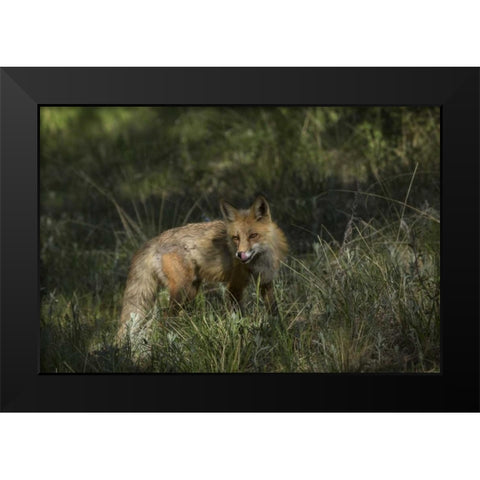 Colorado, Pike National Forest Red fox in meadow Black Modern Wood Framed Art Print by Grall, Don
