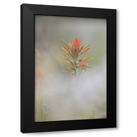 CO, Pike NF Indian paintbrush in foggy meadow Black Modern Wood Framed Art Print with Double Matting by Grall, Don