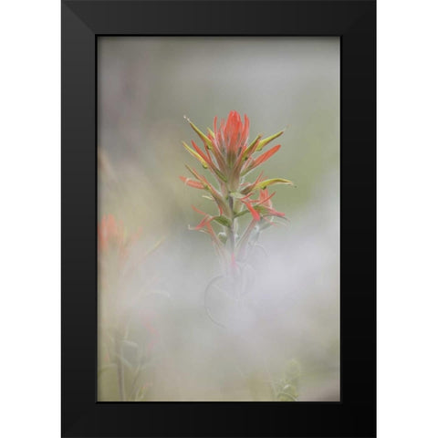 CO, Pike NF Indian paintbrush in foggy meadow Black Modern Wood Framed Art Print by Grall, Don