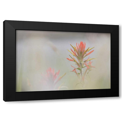CO, Pike NF Indian paintbrush in foggy meadow Black Modern Wood Framed Art Print with Double Matting by Grall, Don