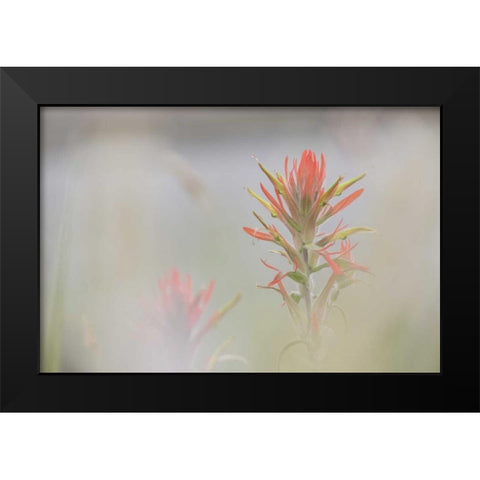 CO, Pike NF Indian paintbrush in foggy meadow Black Modern Wood Framed Art Print by Grall, Don