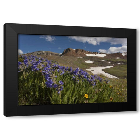 Colorado, San Juan Mts Flowers on Cinnamon Pass Black Modern Wood Framed Art Print with Double Matting by Grall, Don