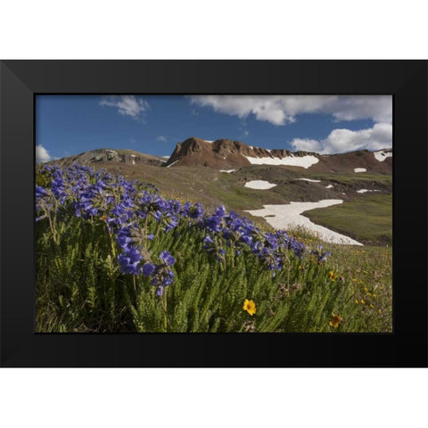 Colorado, San Juan Mts Flowers on Cinnamon Pass Black Modern Wood Framed Art Print by Grall, Don