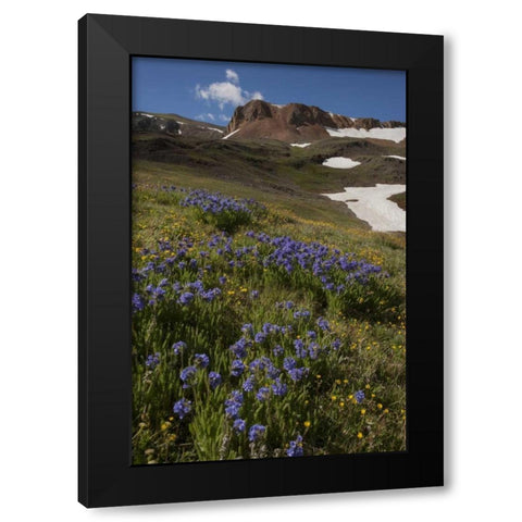 Colorado, San Juan Mts Flowers on Cinnamon Pass Black Modern Wood Framed Art Print by Grall, Don