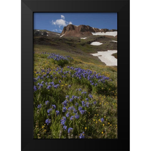 Colorado, San Juan Mts Flowers on Cinnamon Pass Black Modern Wood Framed Art Print by Grall, Don