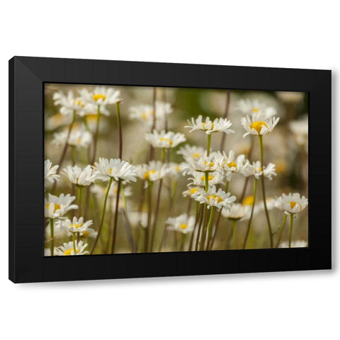 USA, Colorado, Grand County Oxeye daisies Black Modern Wood Framed Art Print by Illg, Cathy and Gordon