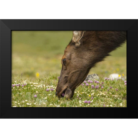 Colorado, Rocky Mountains Elk cow eating flowers Black Modern Wood Framed Art Print by Illg, Cathy and Gordon