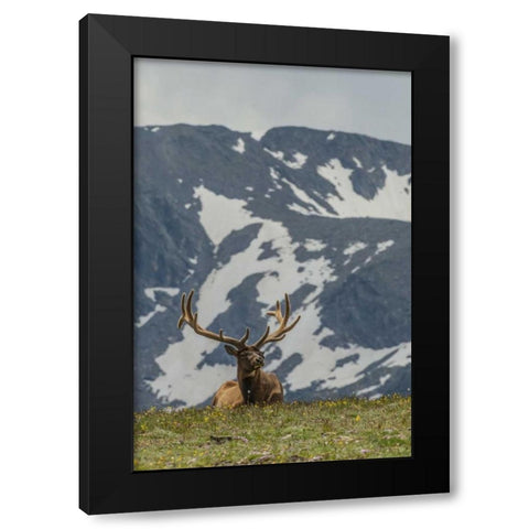 Colorado, Rocky Mts Bull elk in velvet resting Black Modern Wood Framed Art Print with Double Matting by Illg, Cathy and Gordon