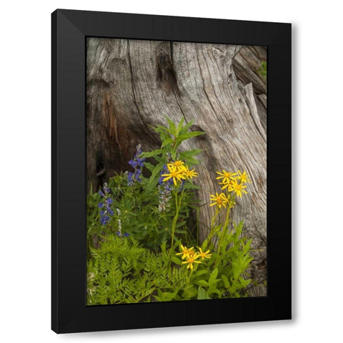CO, Gunnison NF Lupine and golden ragwort Black Modern Wood Framed Art Print by Illg, Cathy and Gordon