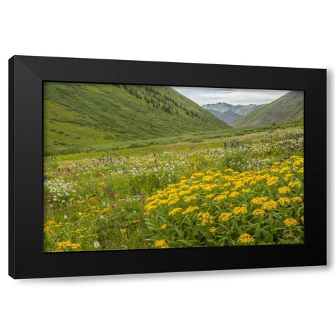 Colorado, San Juan Mts flowers in Maggies Gulch Black Modern Wood Framed Art Print with Double Matting by Illg, Cathy and Gordon