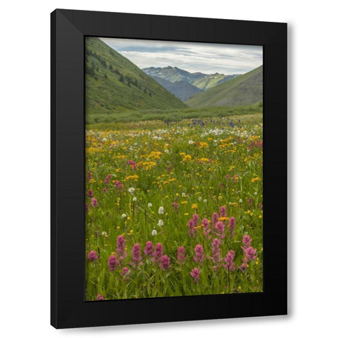 Colorado, San Juan Mts flowers in Maggies Gulch Black Modern Wood Framed Art Print with Double Matting by Illg, Cathy and Gordon