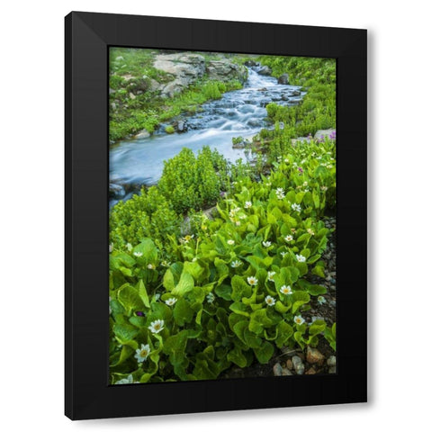 CO, San Juan Mts Stream and spring marigolds Black Modern Wood Framed Art Print by Illg, Cathy and Gordon