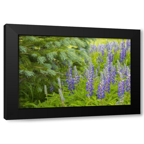 Colorado, Gunnison NF Lupine and pine tree limbs Black Modern Wood Framed Art Print with Double Matting by Illg, Cathy and Gordon