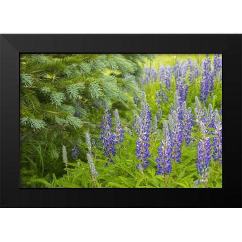 Colorado, Gunnison NF Lupine and pine tree limbs Black Modern Wood Framed Art Print by Illg, Cathy and Gordon