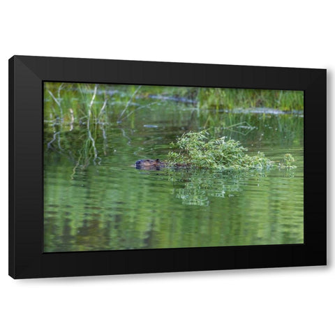 CO, Gunnison NF Wild beaver with willow limbs Black Modern Wood Framed Art Print with Double Matting by Illg, Cathy and Gordon