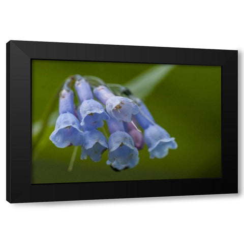 CO, Clear Creek Co, Chiming bells flowers Black Modern Wood Framed Art Print by Illg, Cathy and Gordon