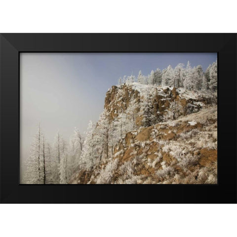 Colorado, Pike NF Hoarfrost on trees and grass Black Modern Wood Framed Art Print by Grall, Don