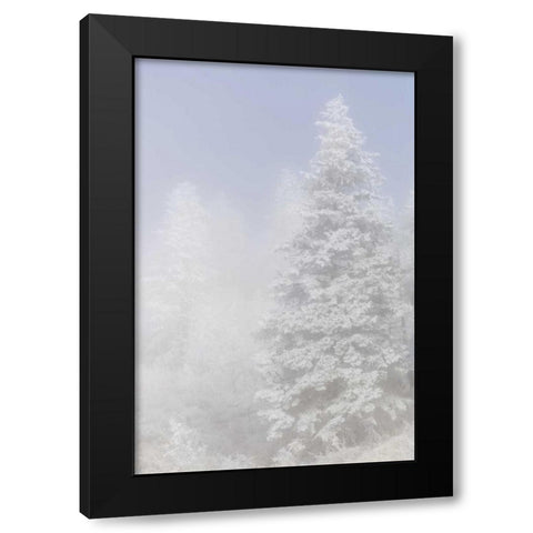 Colorado, Pike NF Trees with hoarfrost in fog Black Modern Wood Framed Art Print by Grall, Don