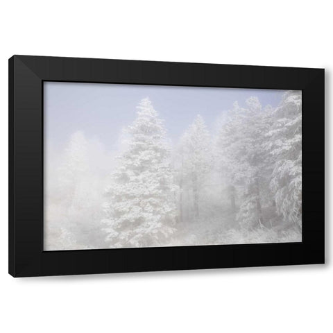Colorado, Pike NF Trees with hoarfrost in fog Black Modern Wood Framed Art Print by Grall, Don