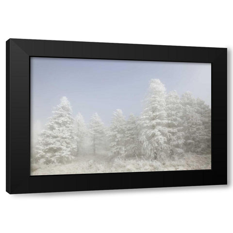 Colorado, Pike NF Trees with hoarfrost in fog Black Modern Wood Framed Art Print with Double Matting by Grall, Don