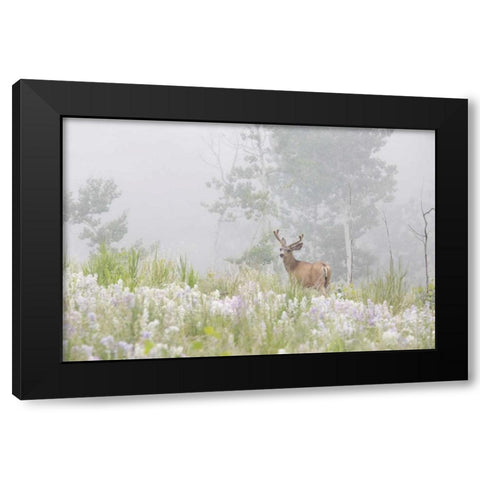 Colorado, Pike NF A mule deer in foggy meadow Black Modern Wood Framed Art Print by Grall, Don