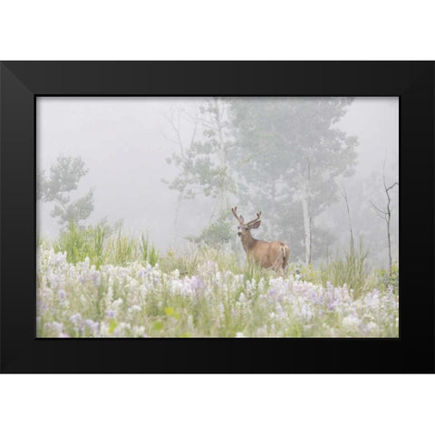 Colorado, Pike NF A mule deer in foggy meadow Black Modern Wood Framed Art Print by Grall, Don